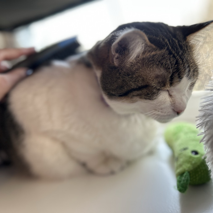 Compassionate Cat Sitter In Winston