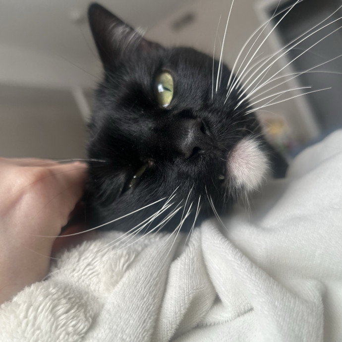 Compassionate Cat Sitter In Winston