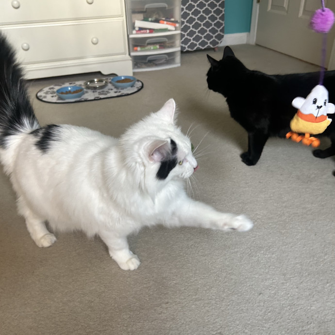 Compassionate Cat Sitter In Winston