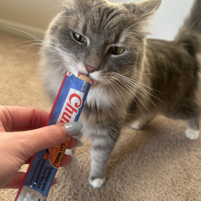 Compassionate Cat Sitter In Winston