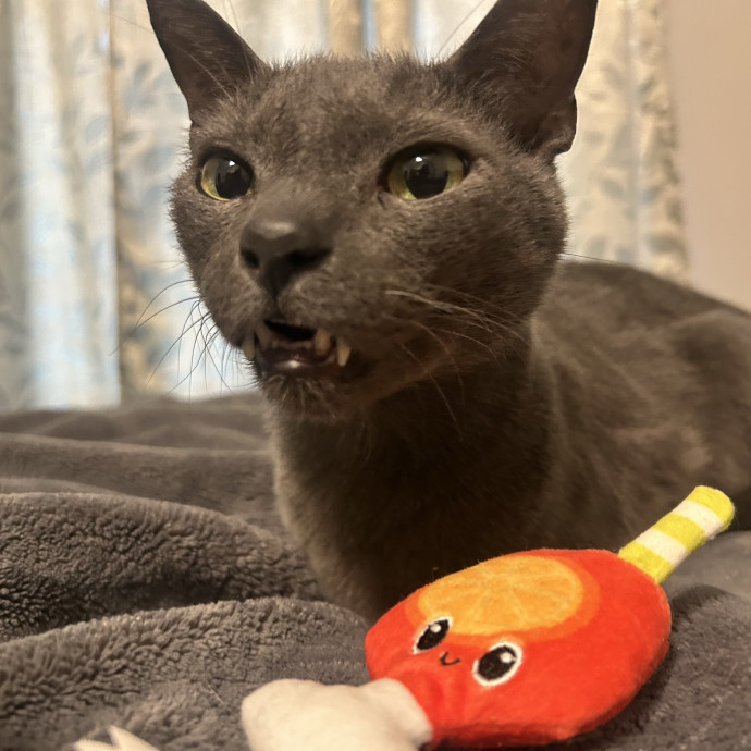 Compassionate Cat Sitter In Winston