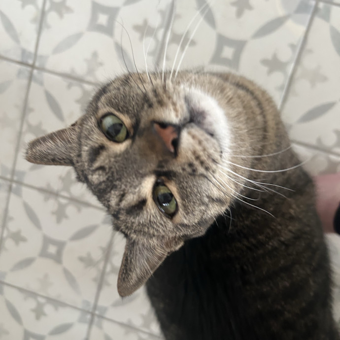 Compassionate Cat Sitter In Winston