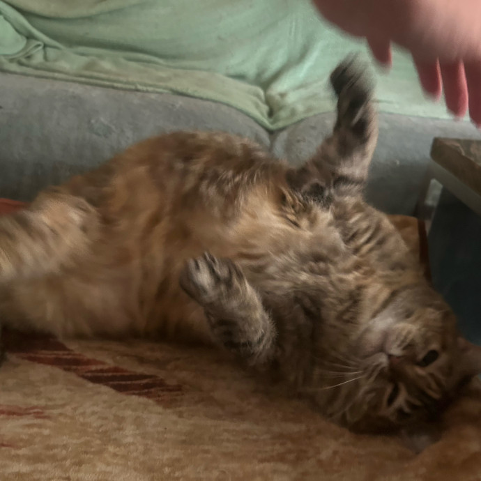 Compassionate Cat Sitter In Winston