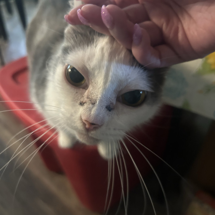 Compassionate Cat Sitter In Winston