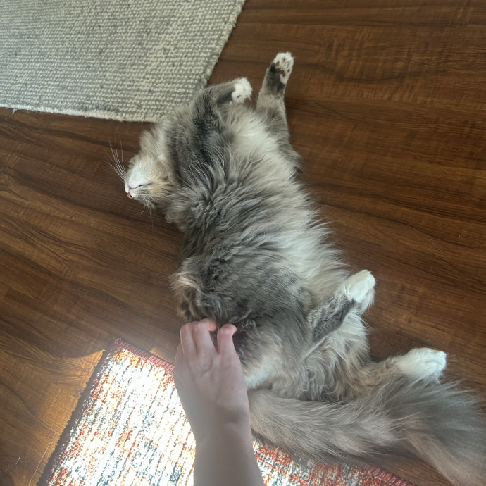 Compassionate Cat Sitter In Winston