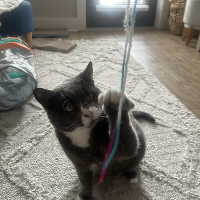 Compassionate Cat Sitter In Winston