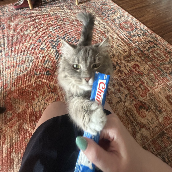 Compassionate Cat Sitter In Winston