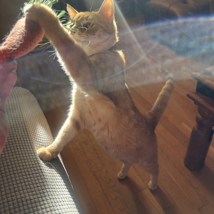 Compassionate Cat Sitter In Winston