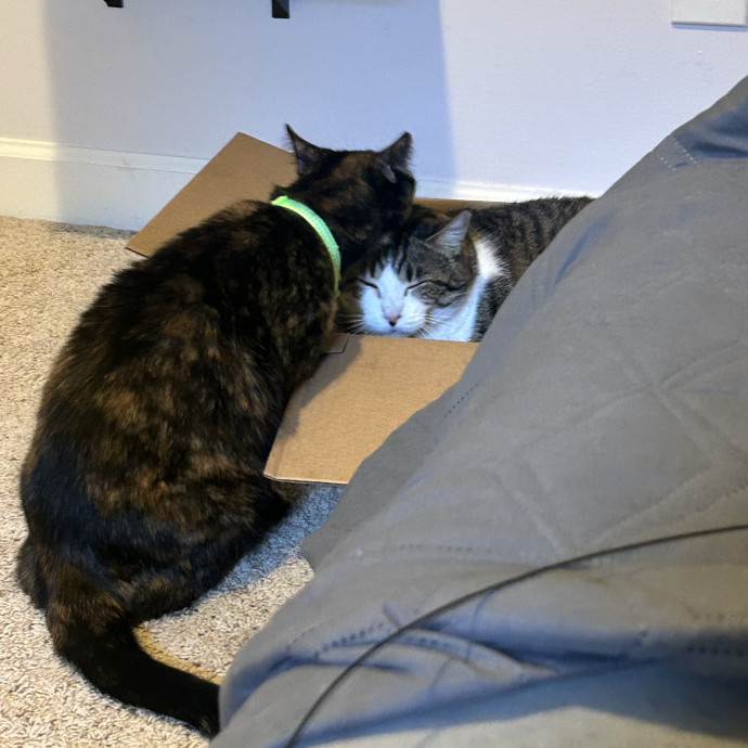 Compassionate Cat Sitter In Winston