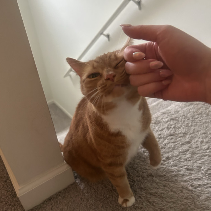 Compassionate Cat Sitter In Winston