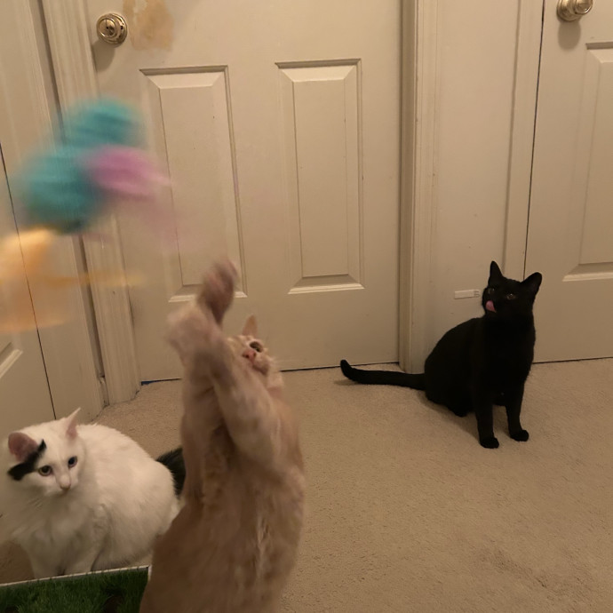 Compassionate Cat Sitter In Winston