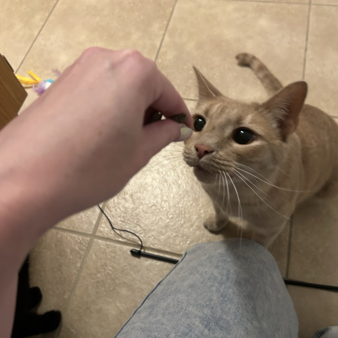 Compassionate Cat Sitter In Winston