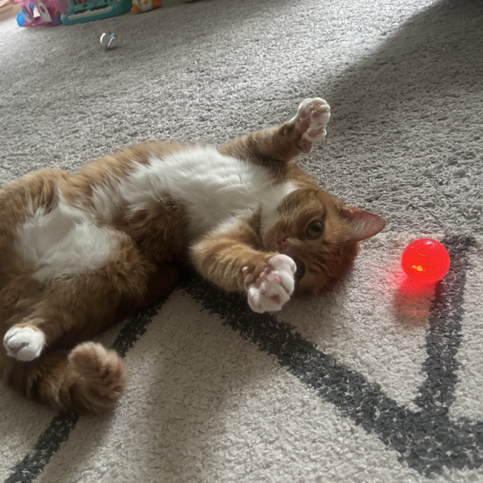 Compassionate Cat Sitter In Winston