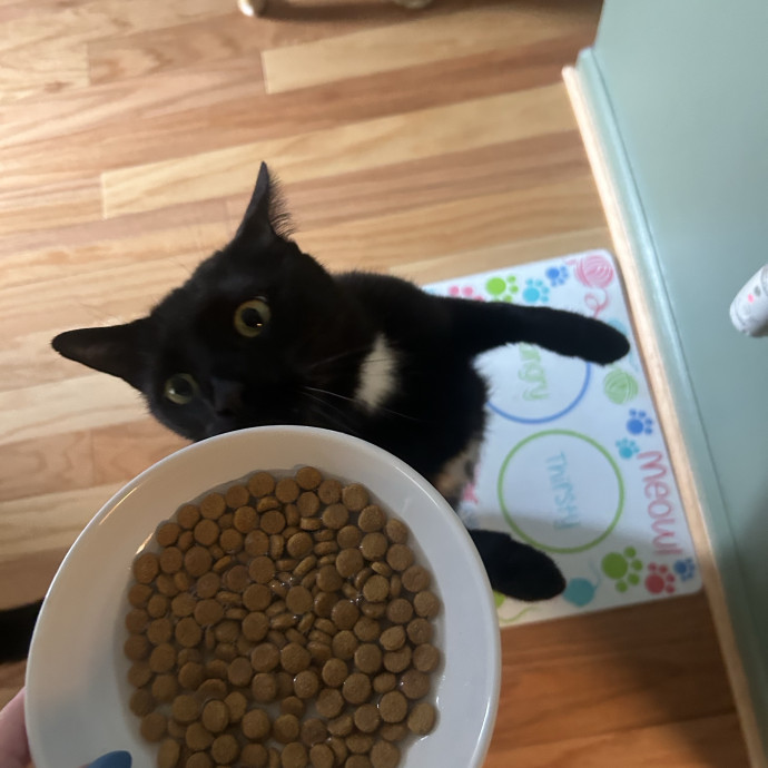 Compassionate Cat Sitter In Winston