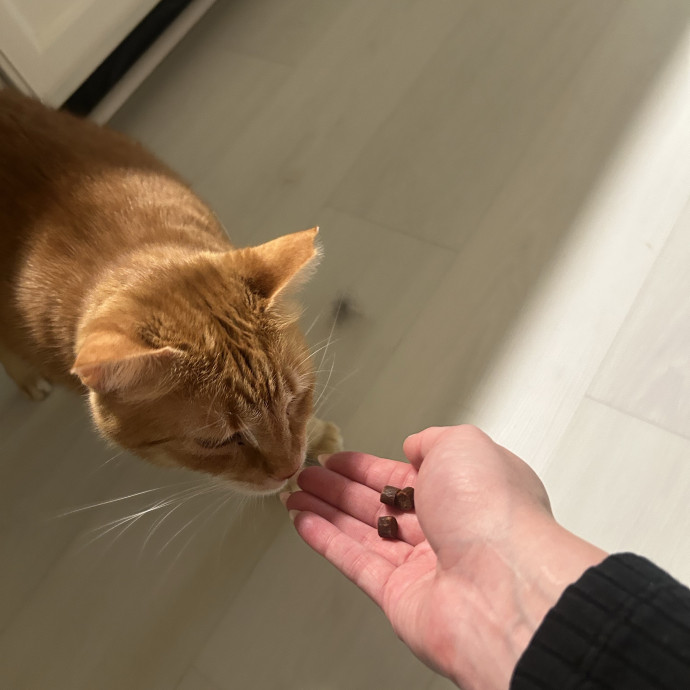 Compassionate Cat Sitter In Winston