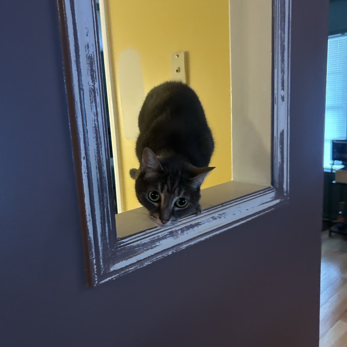 Compassionate Cat Sitter In Winston