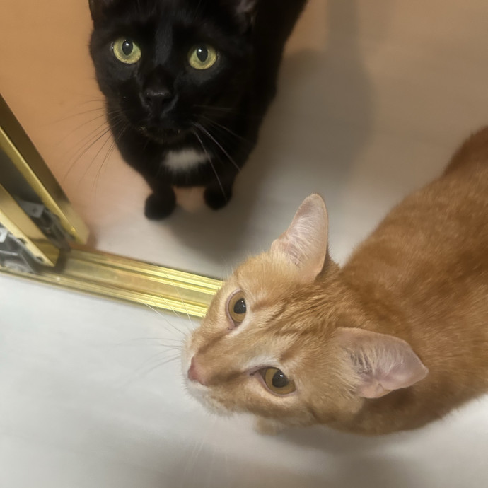 Compassionate Cat Sitter In Winston