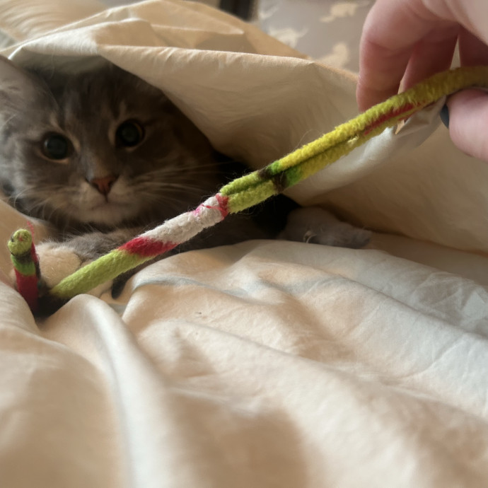 Compassionate Cat Sitter In Winston