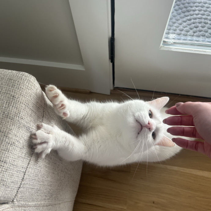 Compassionate Cat Sitter In Winston