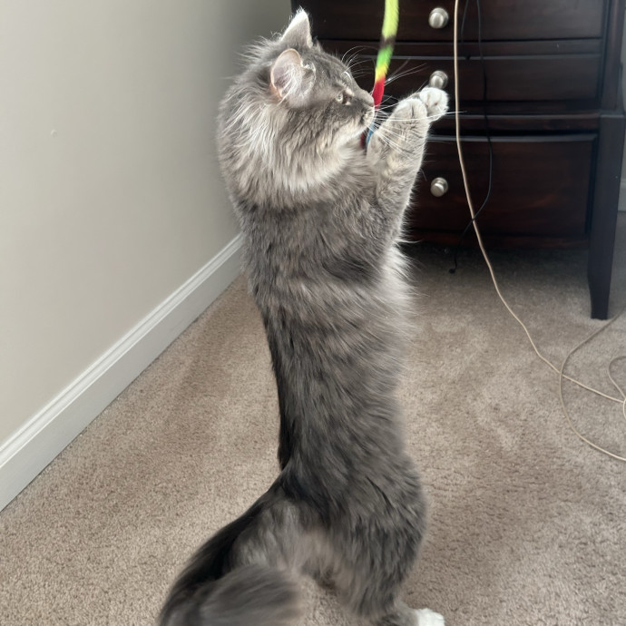Compassionate Cat Sitter In Winston