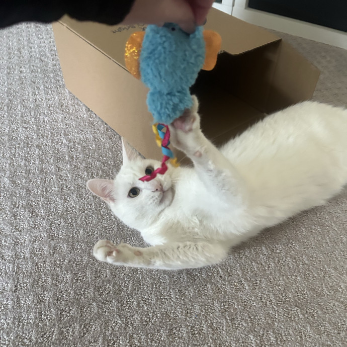 Compassionate Cat Sitter In Winston