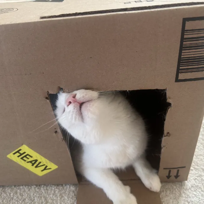 Compassionate Cat Sitter In Winston