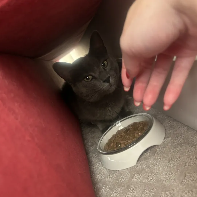 Compassionate Cat Sitter In Winston