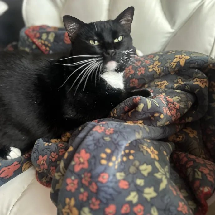 Compassionate Cat Sitter In Winston