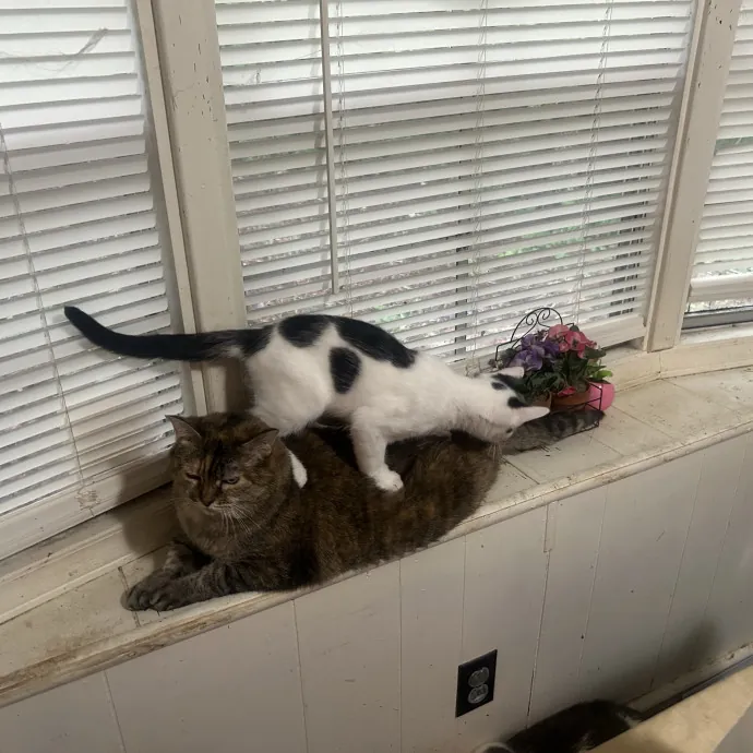 Compassionate Cat Sitter In Winston
