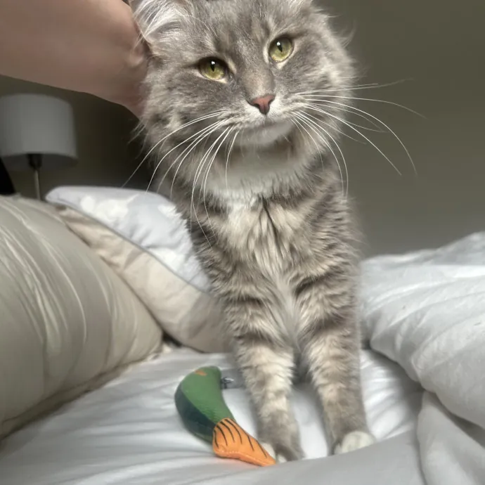 Compassionate Cat Sitter In Winston