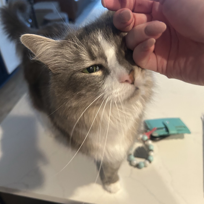Compassionate Cat Sitter In Winston
