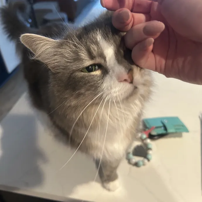 Compassionate Cat Sitter In Winston