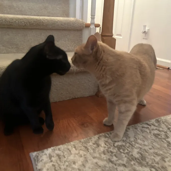 Compassionate Cat Sitter In Winston