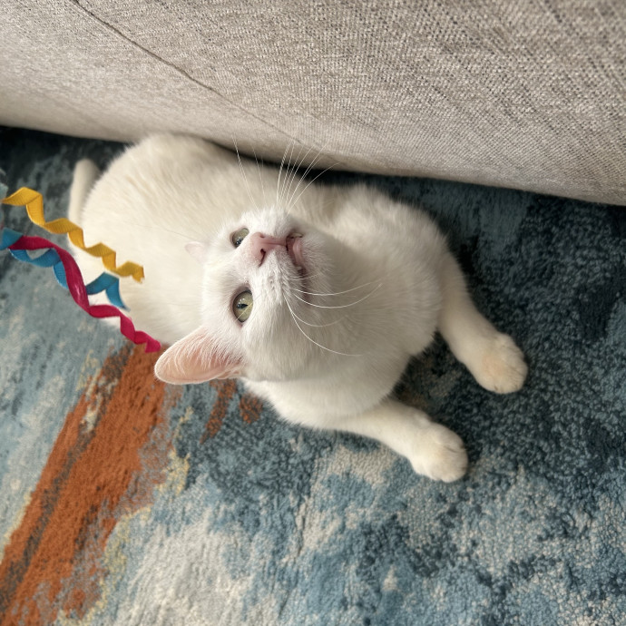 Compassionate Cat Sitter In Winston