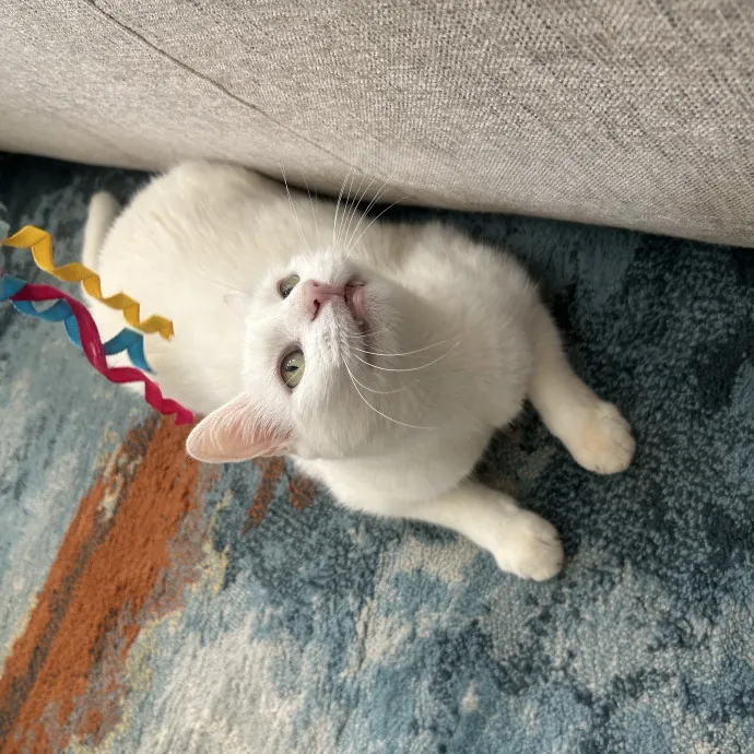 Compassionate Cat Sitter In Winston