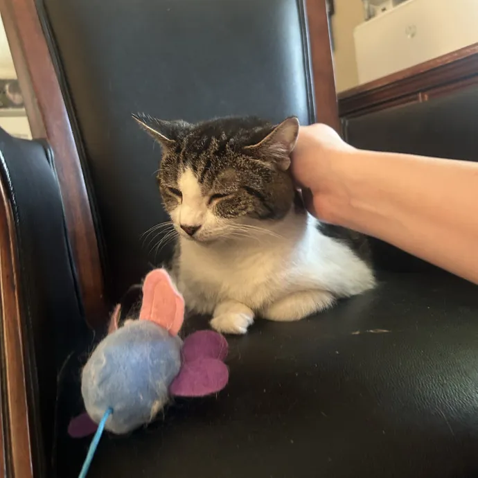 Compassionate Cat Sitter In Winston