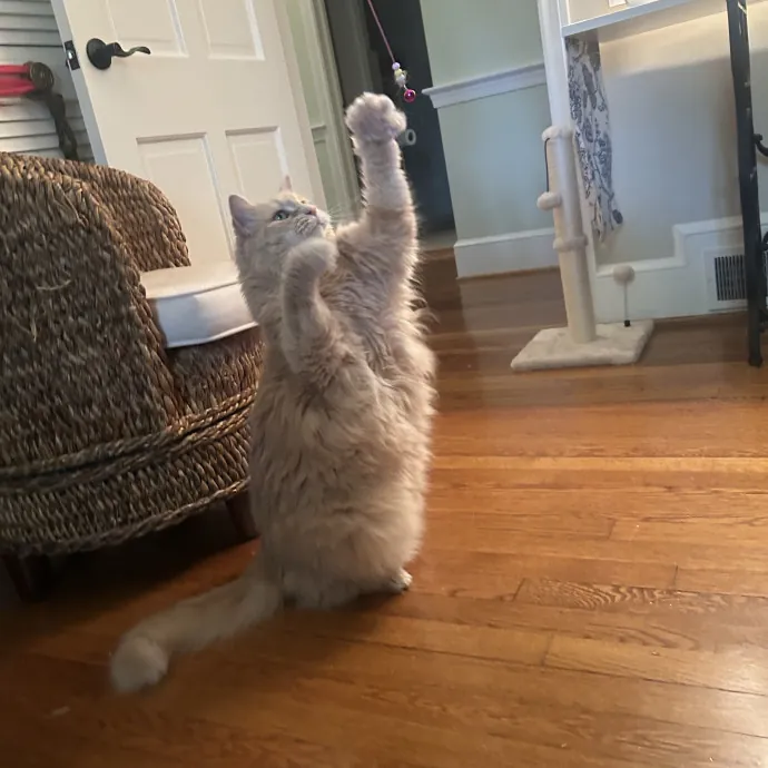 Compassionate Cat Sitter In Winston