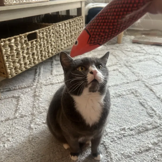 Compassionate Cat Sitter In Winston