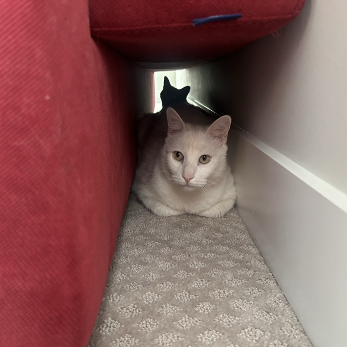 Compassionate Cat Sitter In Winston