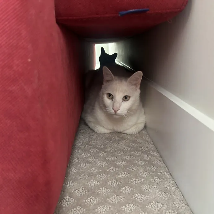 Compassionate Cat Sitter In Winston