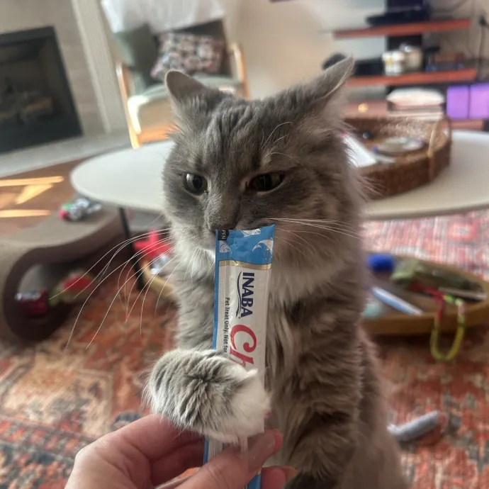 Compassionate Cat Sitter In Winston