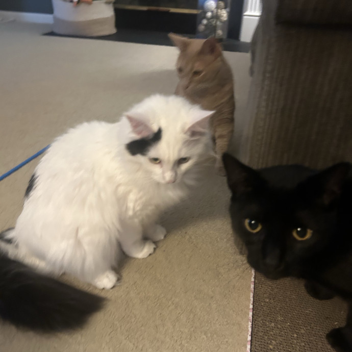 Compassionate Cat Sitter In Winston