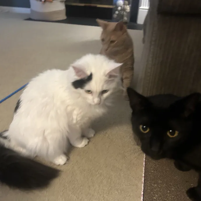 Compassionate Cat Sitter In Winston