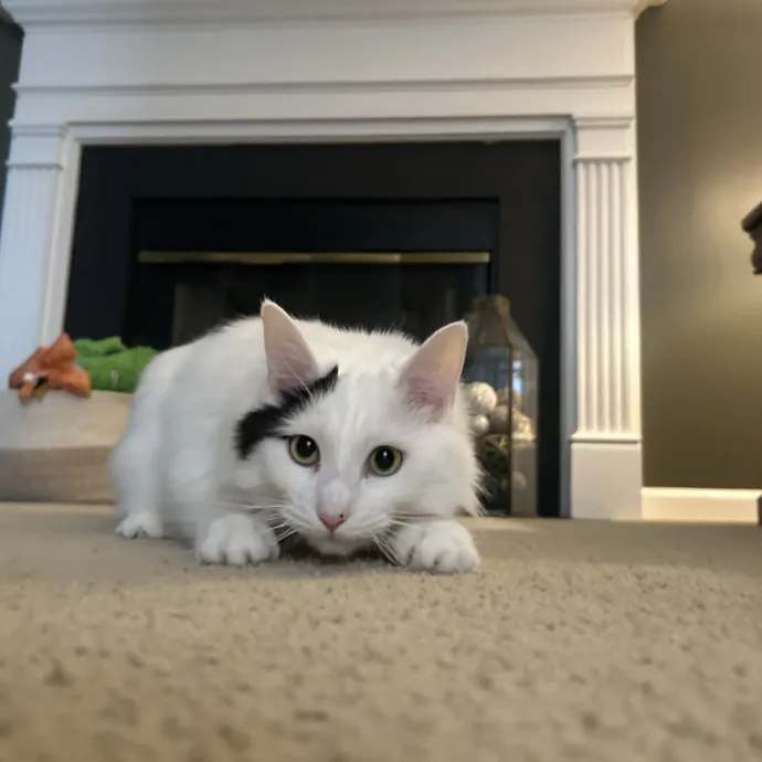 Compassionate Cat Sitter In Winston