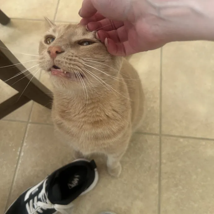 Compassionate Cat Sitter In Winston