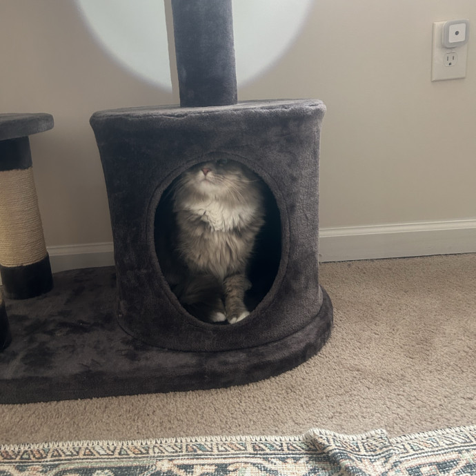 Compassionate Cat Sitter In Winston
