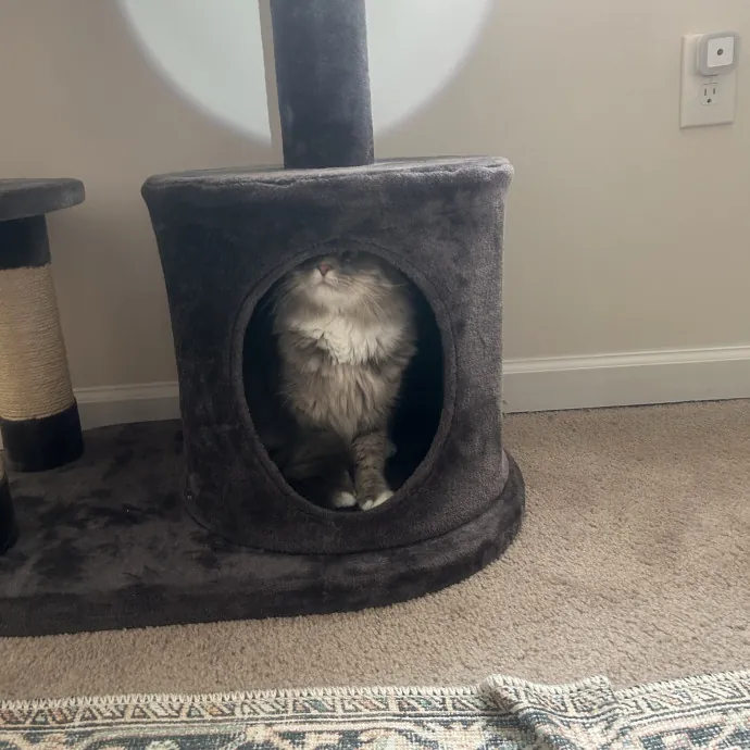 Compassionate Cat Sitter In Winston