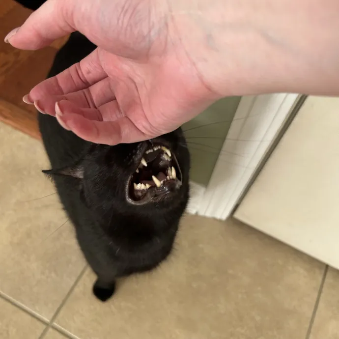 Compassionate Cat Sitter In Winston