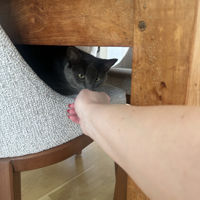 Compassionate Cat Sitter In Winston