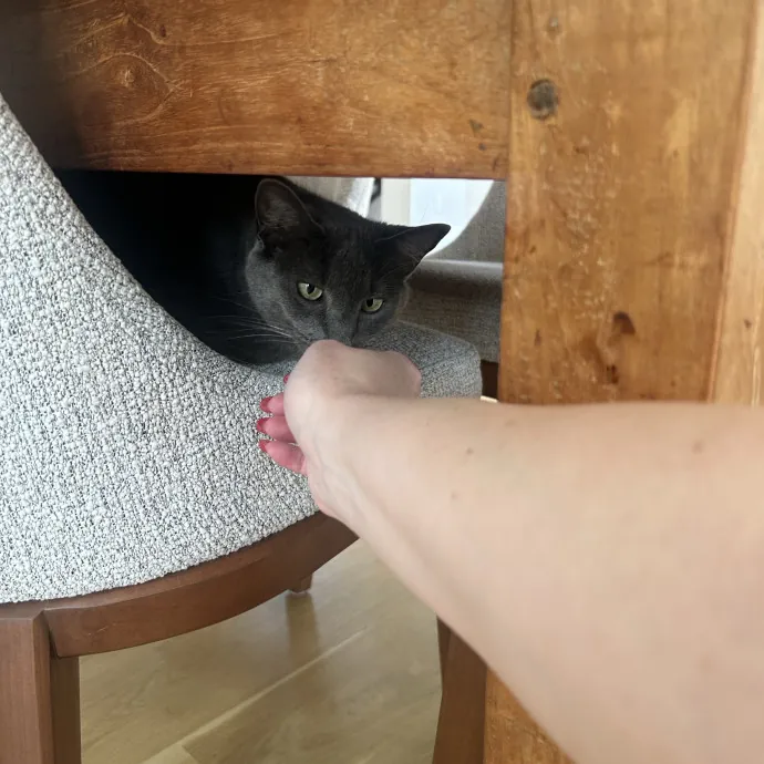 Compassionate Cat Sitter In Winston
